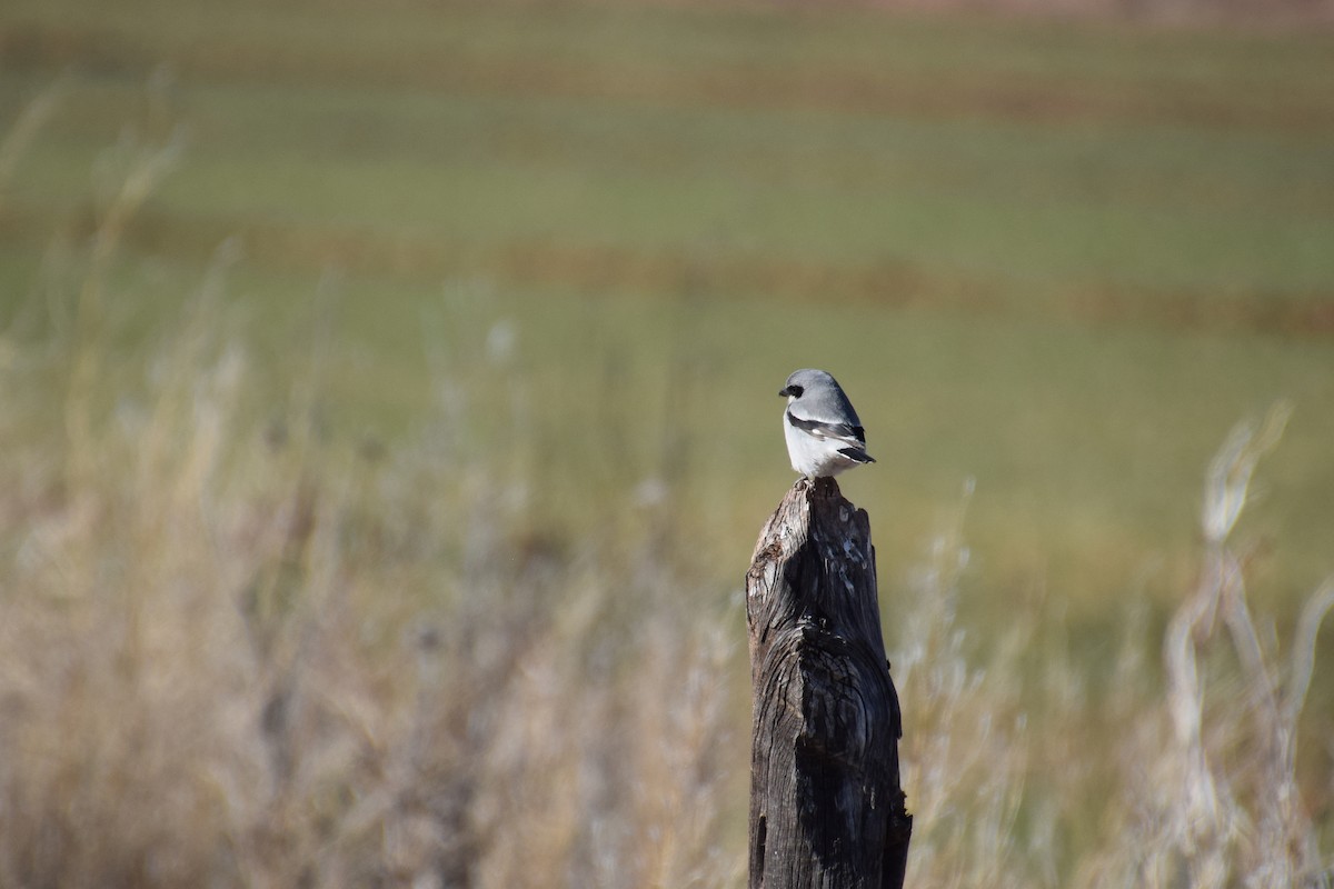 Pie-grièche migratrice - ML526042551