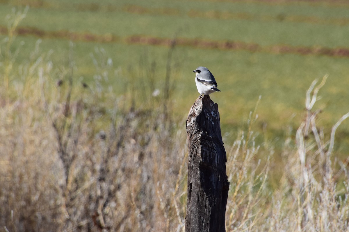 Pie-grièche migratrice - ML526042571