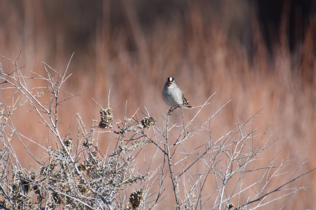 White-crowned Sparrow - ML526042781
