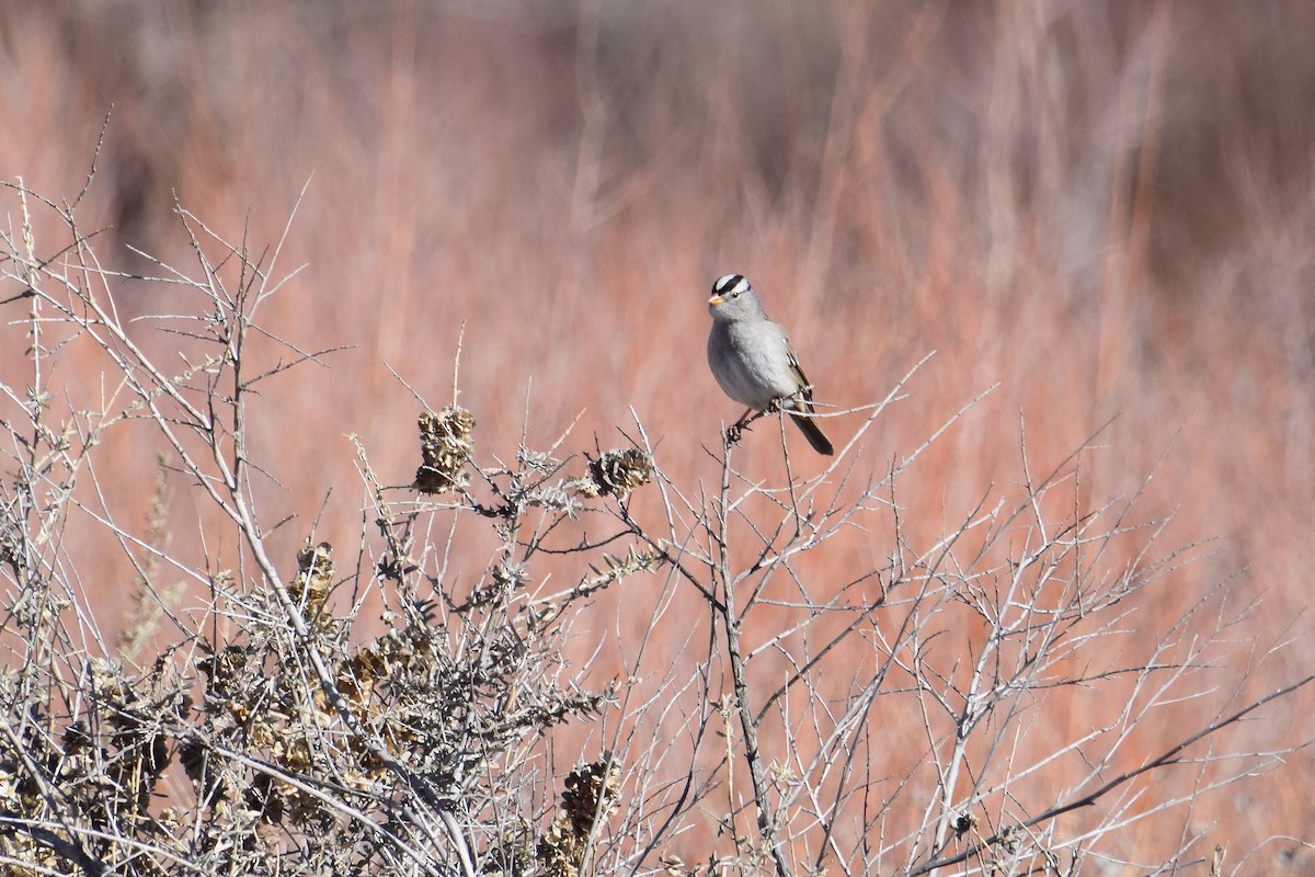 White-crowned Sparrow - ML526042801