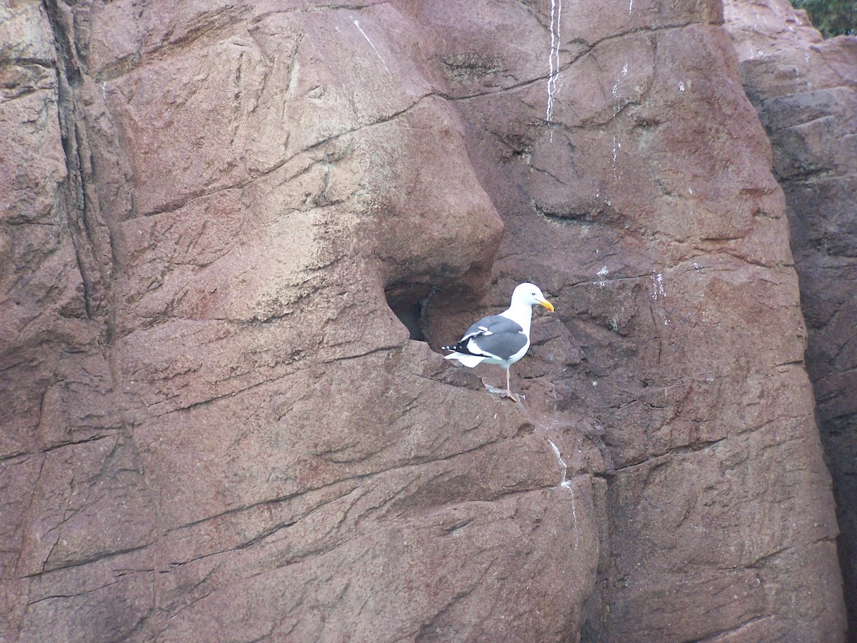 Gaviota Occidental - ML526042871