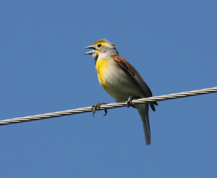 Dickcissel - ML52604321