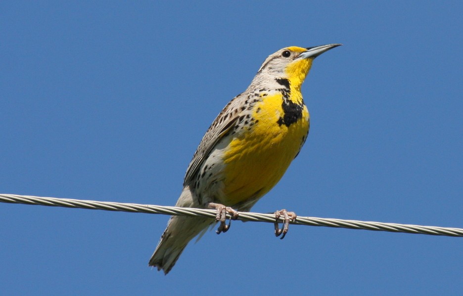 Western Meadowlark - ML52604361