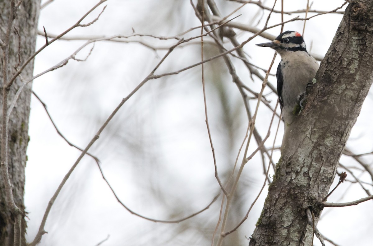 Hairy Woodpecker (Pacific) - ML526044231