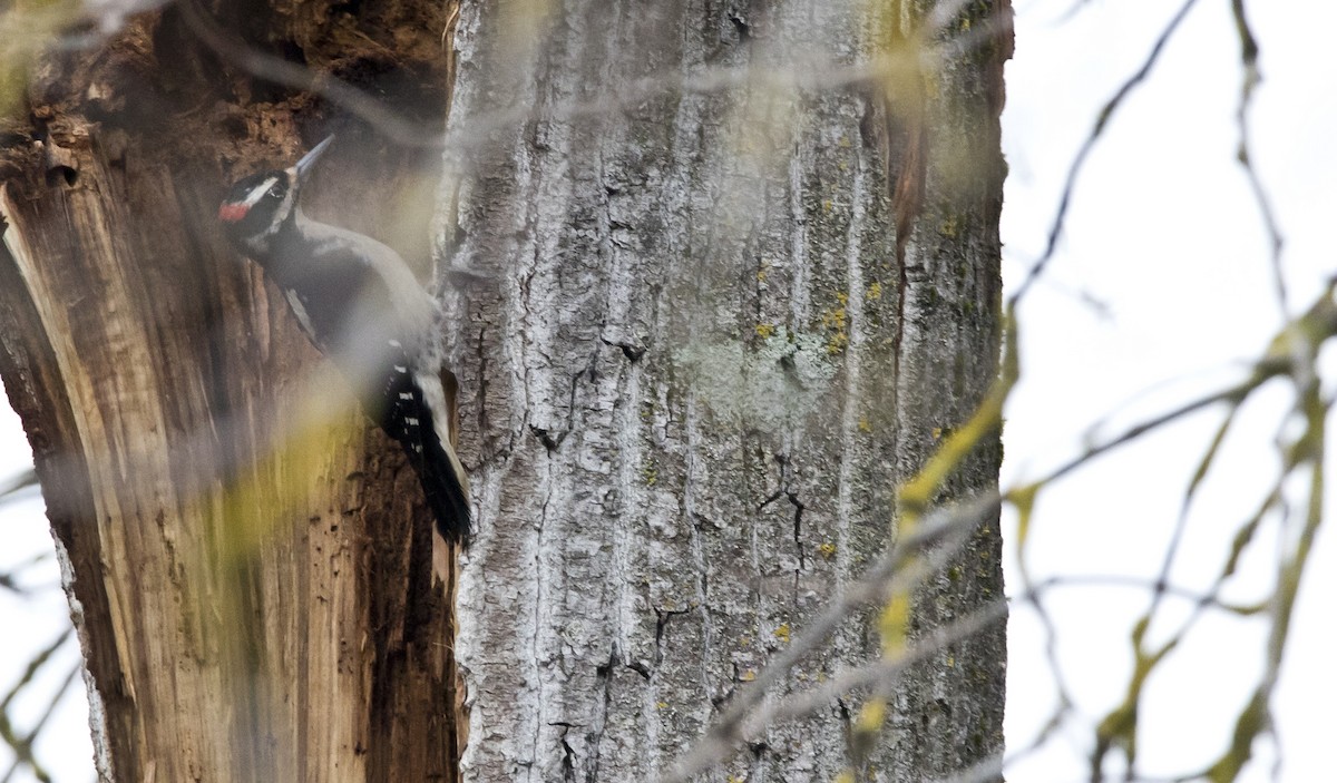 Hairy Woodpecker (Pacific) - ML526044311