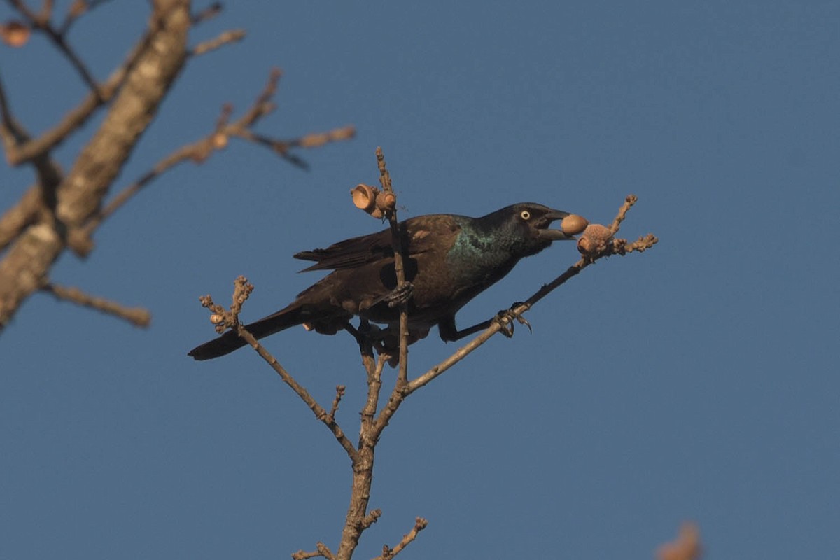 Common Grackle - Troy Hibbitts