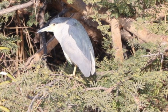 Black-crowned Night Heron - ML526047231