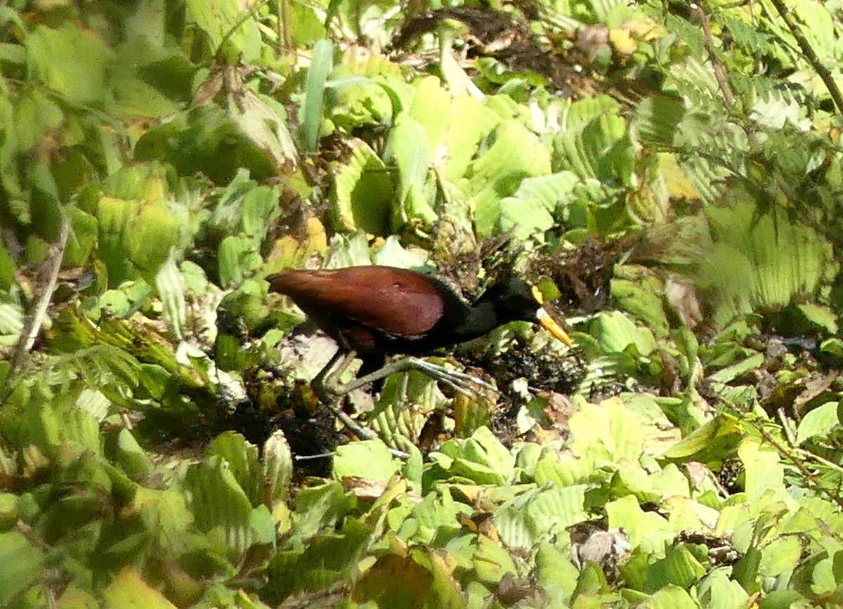 gulpannebladhøne - ML526048271
