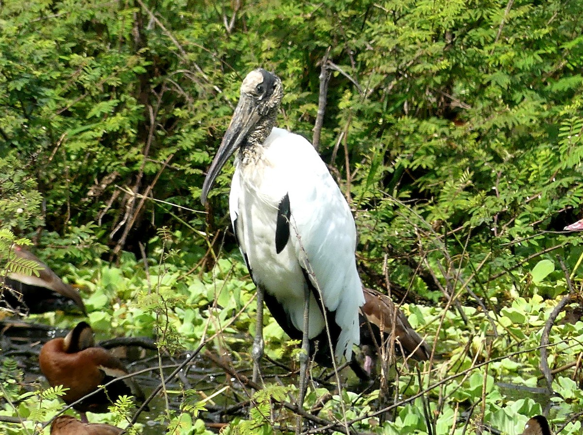 amerikastork - ML526048301
