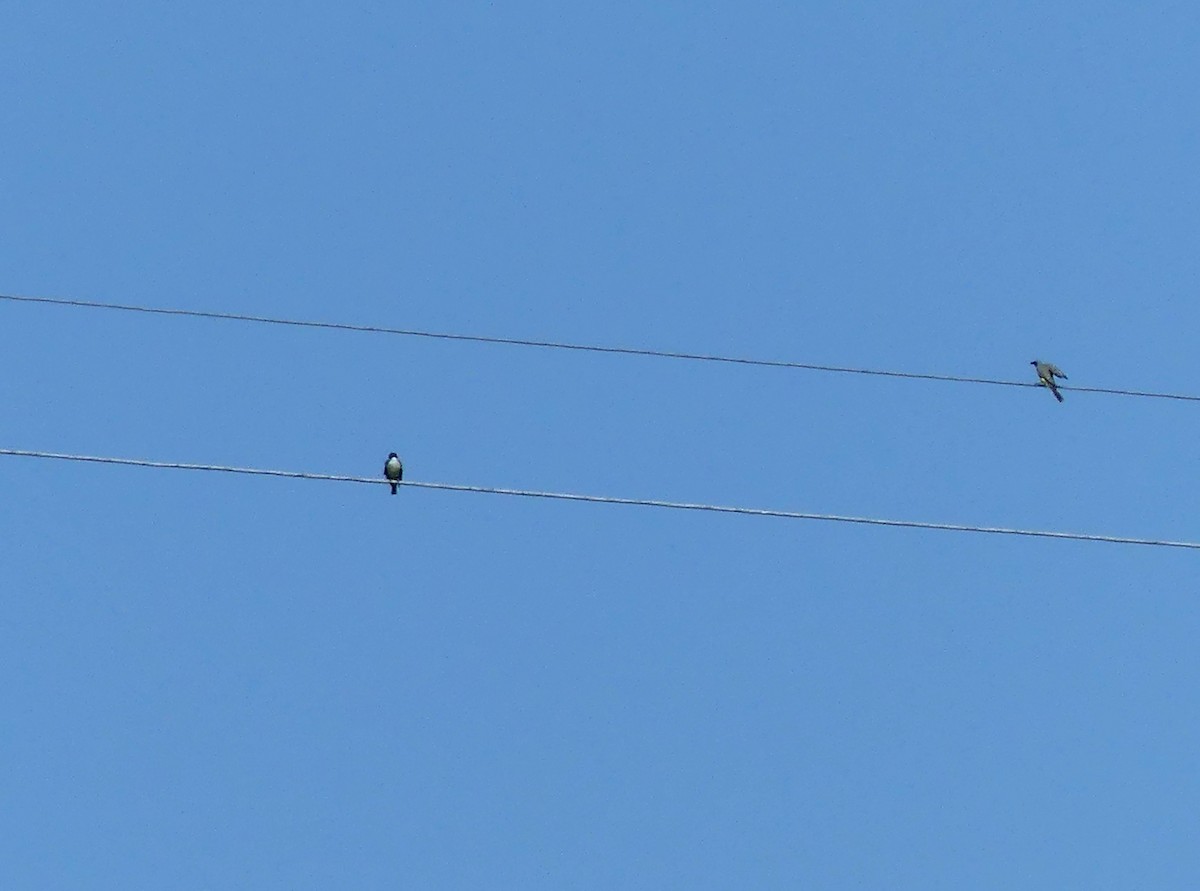 ub. fugl (Aves sp.) - ML526048501