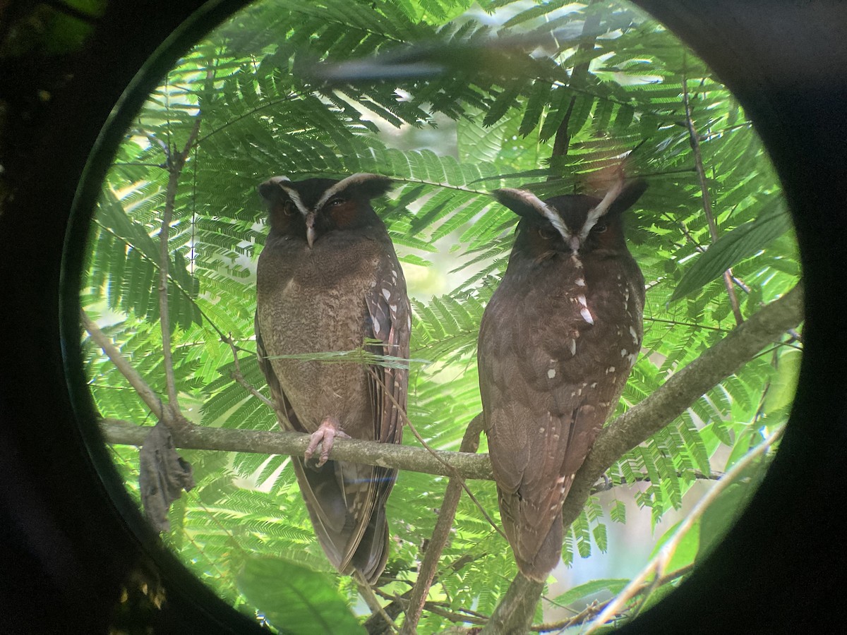 Crested Owl - ML526048941