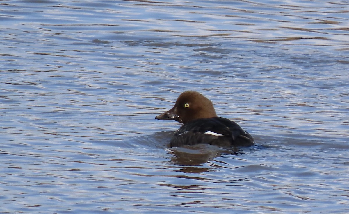 Common Goldeneye - ML526049021