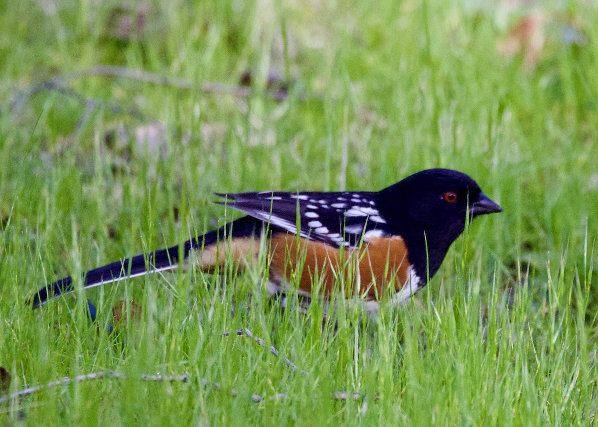Spotted Towhee - ML526049921