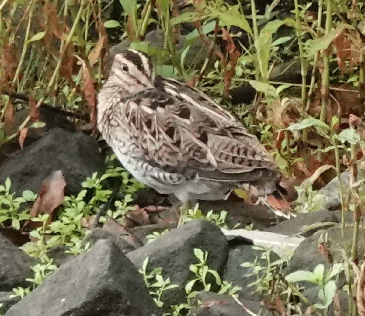 Latham's Snipe - ML526050641