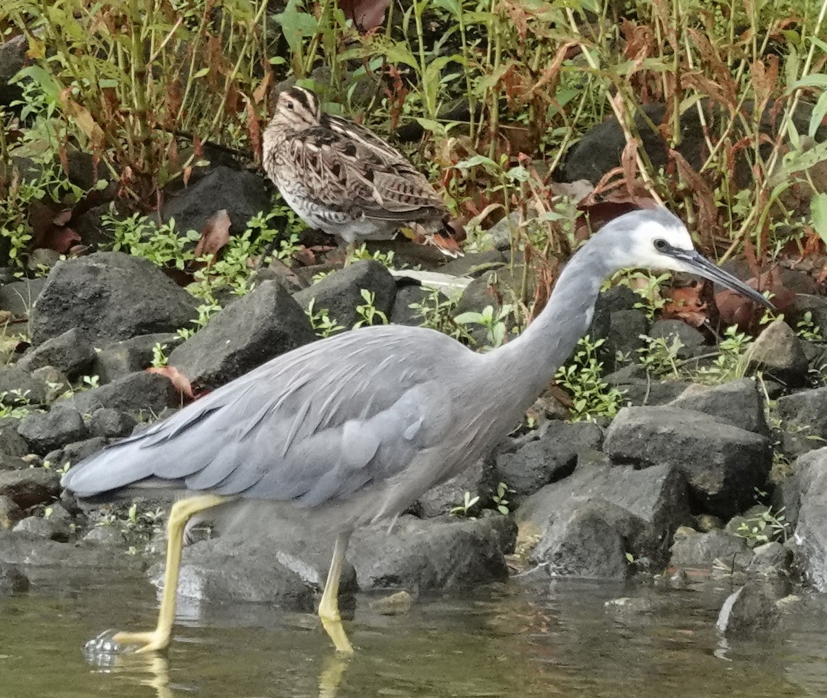 Agachadiza Japonesa - ML526050651