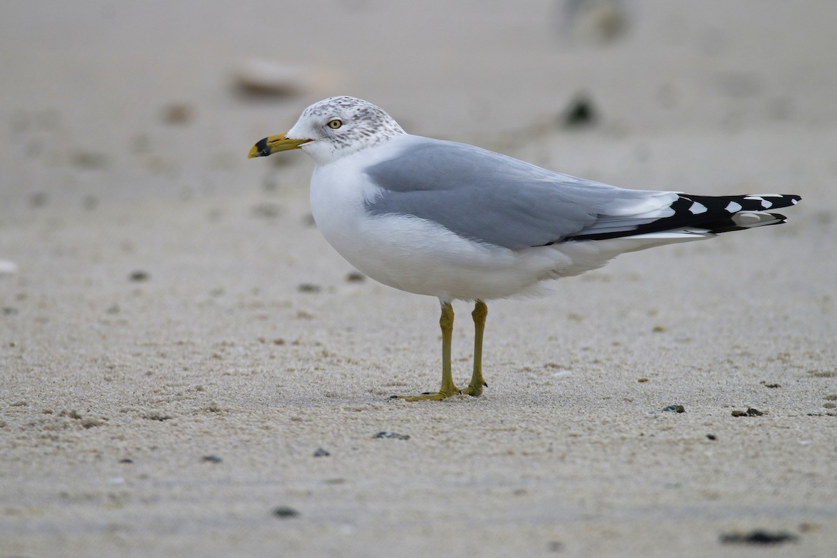 Ring-billed Gull - Devin Griffiths