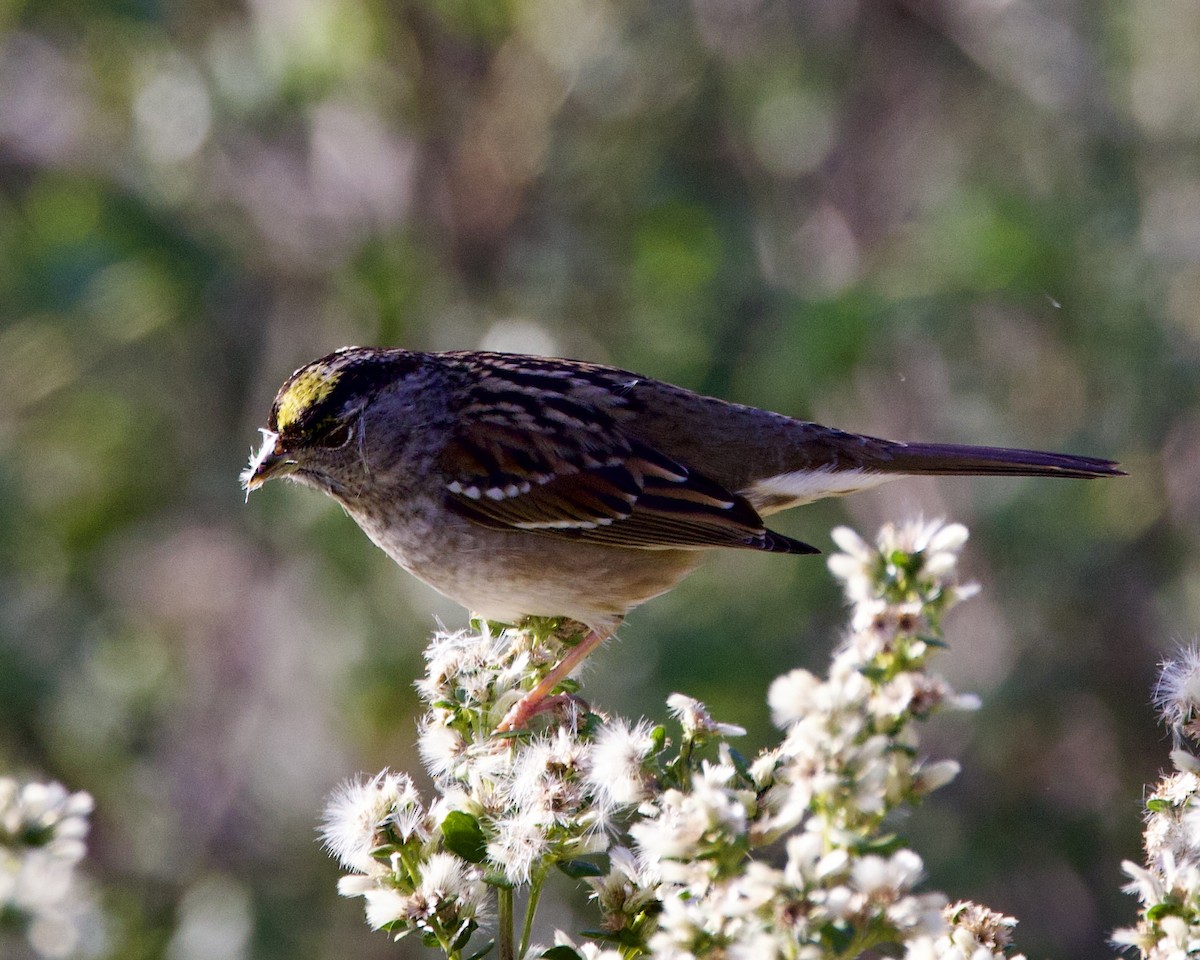 Golden-crowned Sparrow - ML526051281