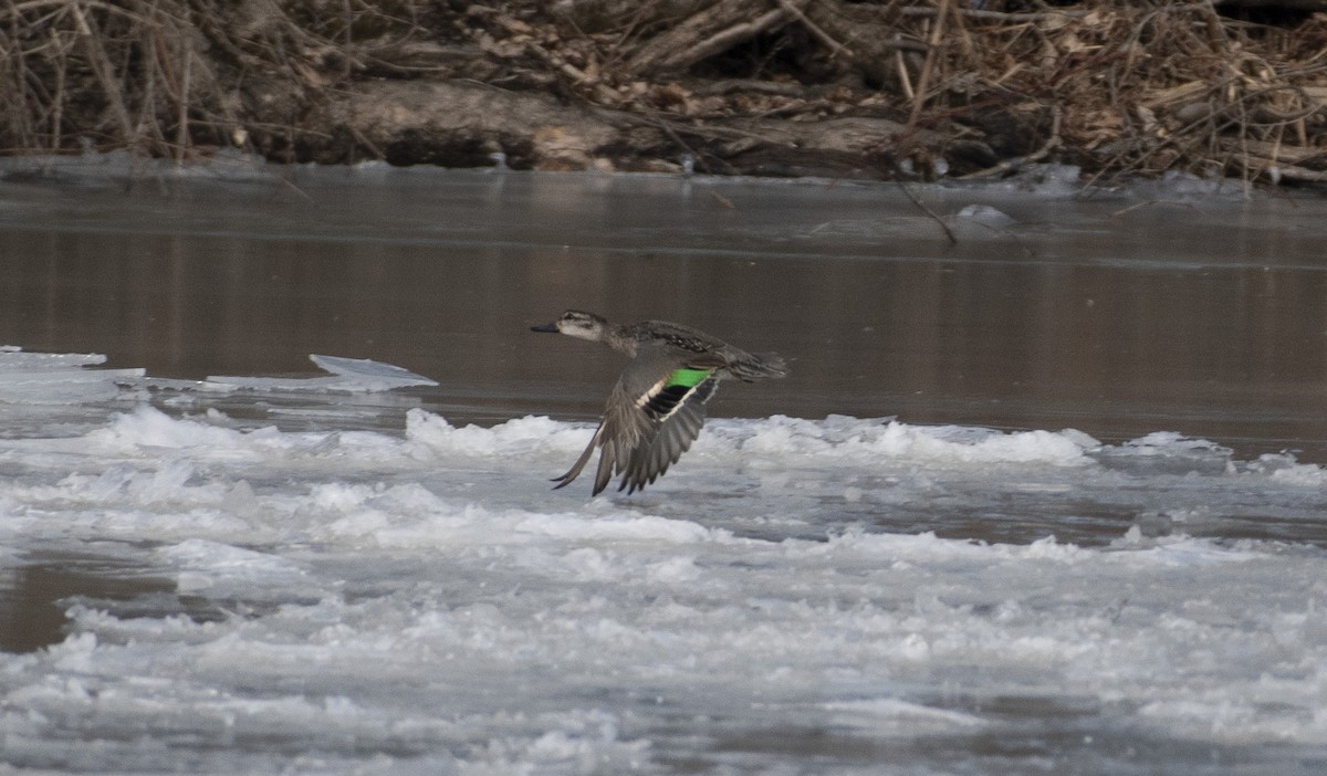 Green-winged Teal - Calvin Borgmann