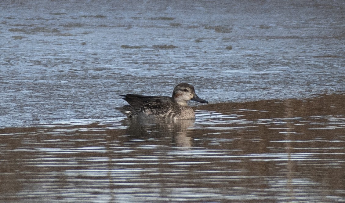 Green-winged Teal - ML526051441