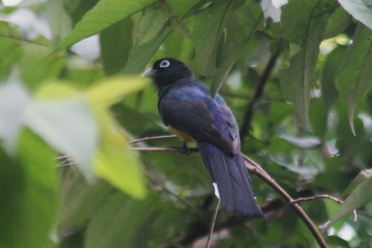 Black-headed Trogon - ML526052471