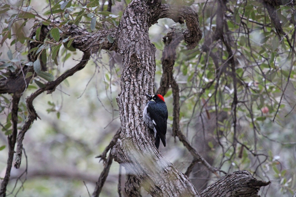 Acorn Woodpecker - ML526053211