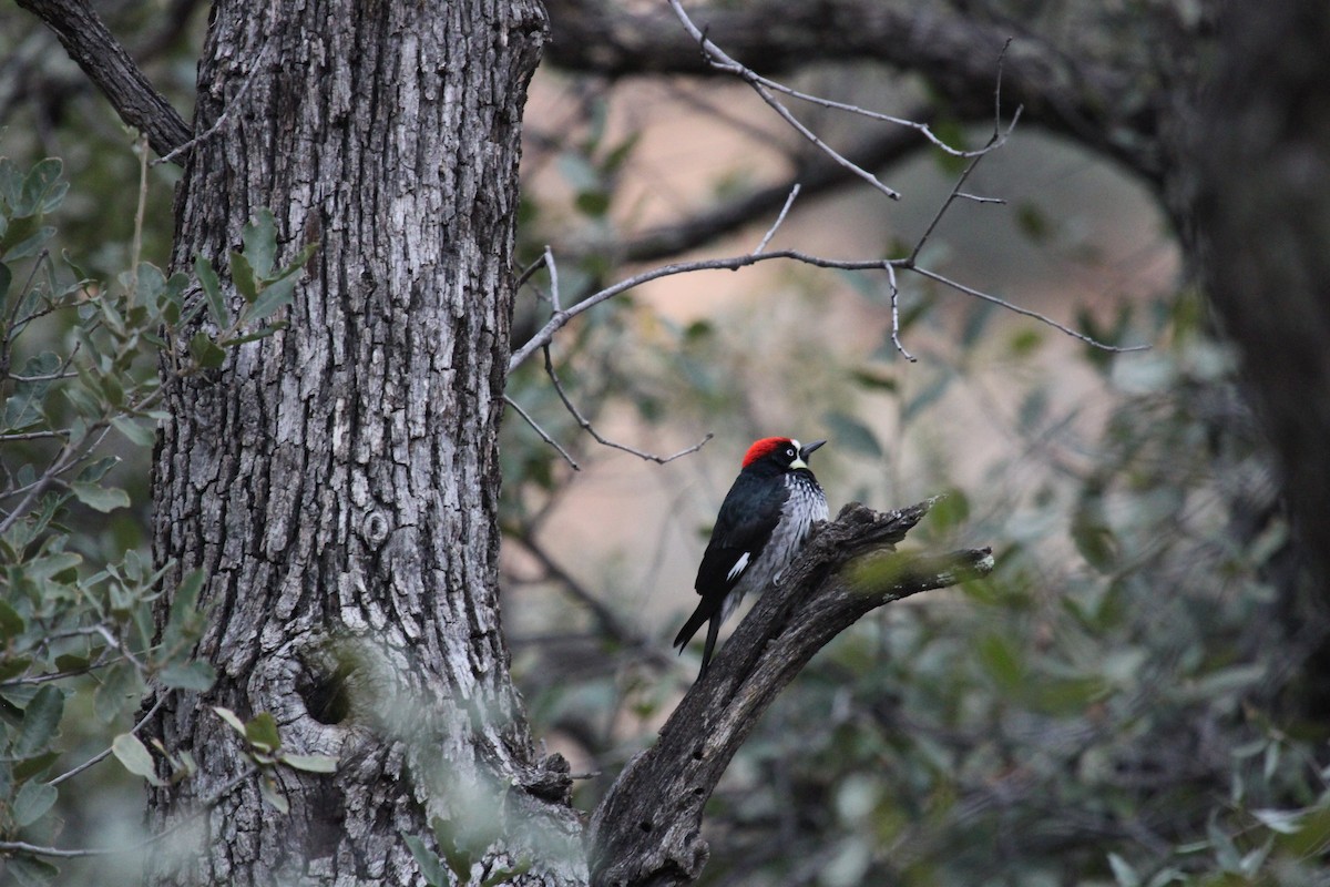 Acorn Woodpecker - ML526053221