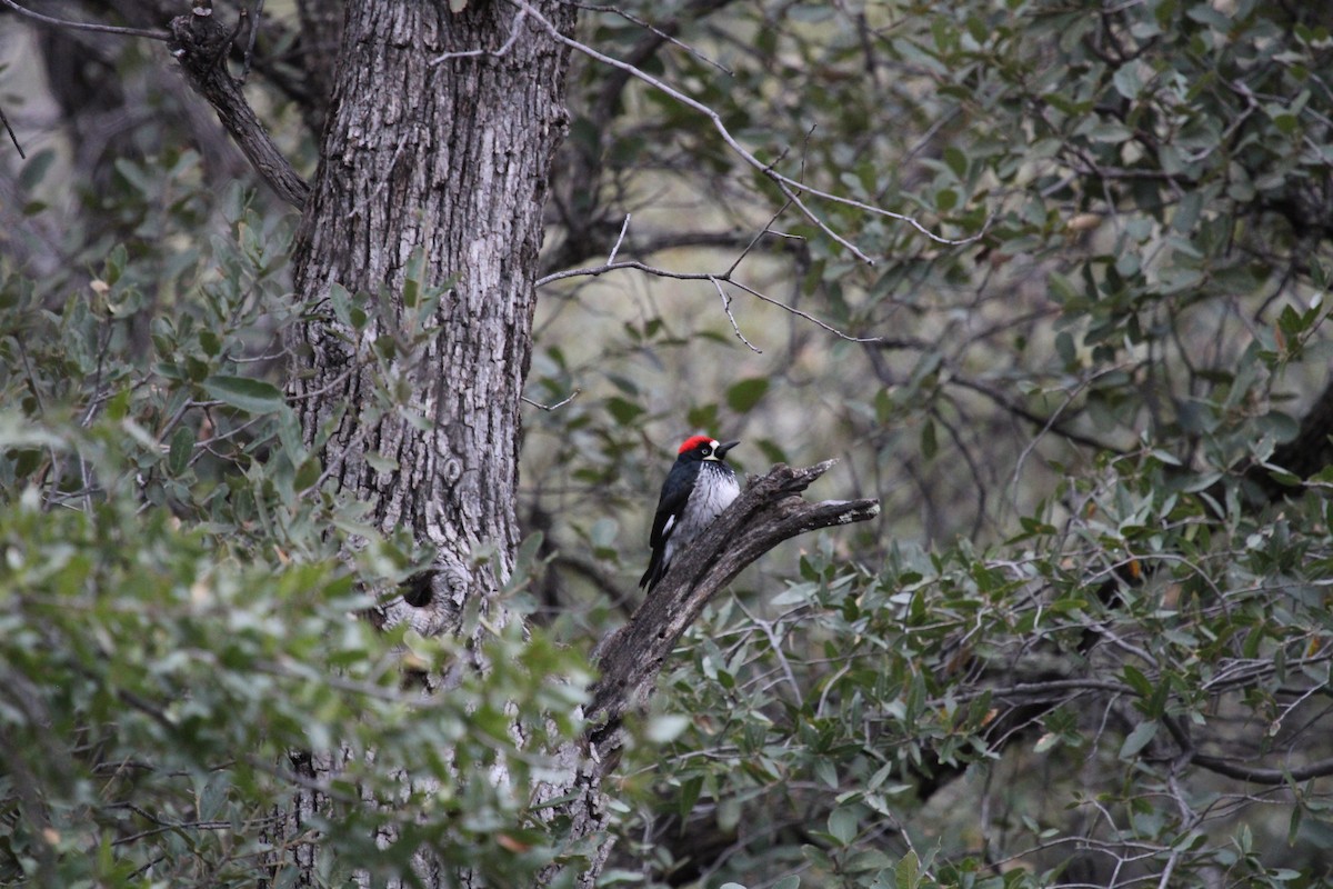 Acorn Woodpecker - Kathryn Dick