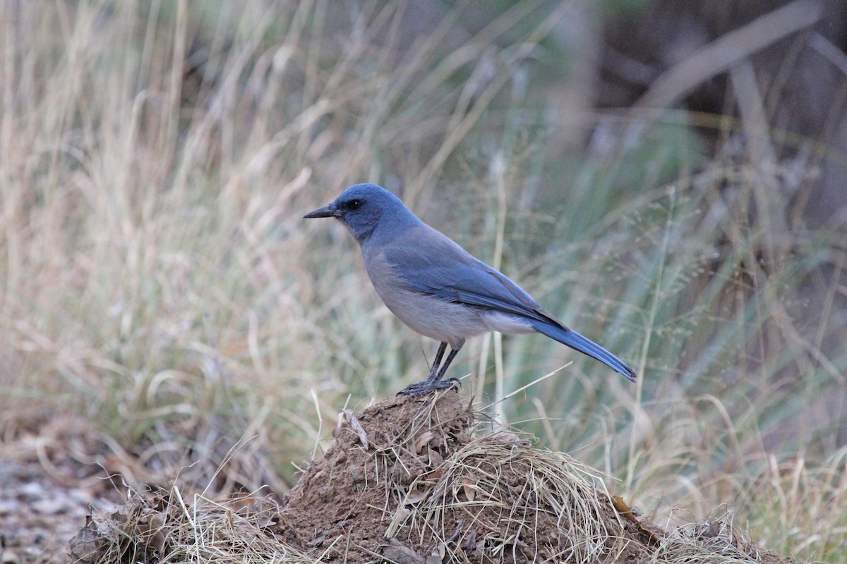 Mexican Jay - ML526053331