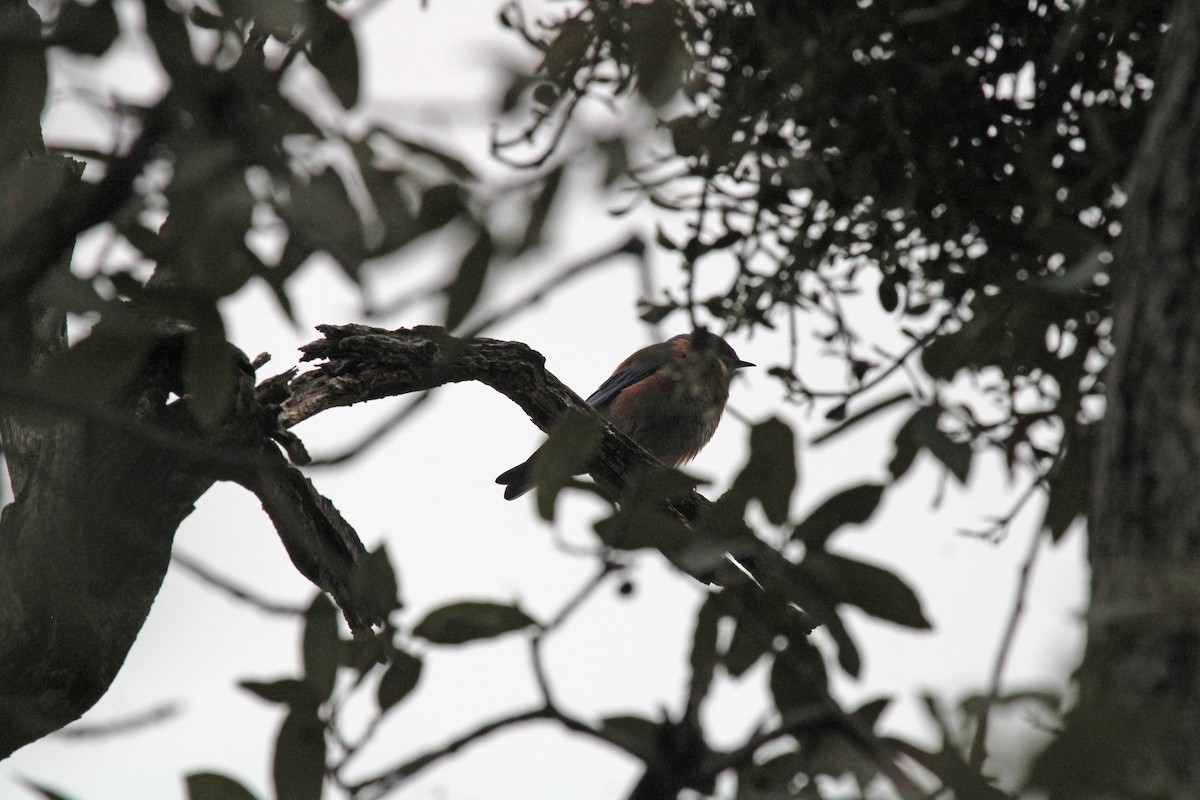 Western Bluebird - ML526053411