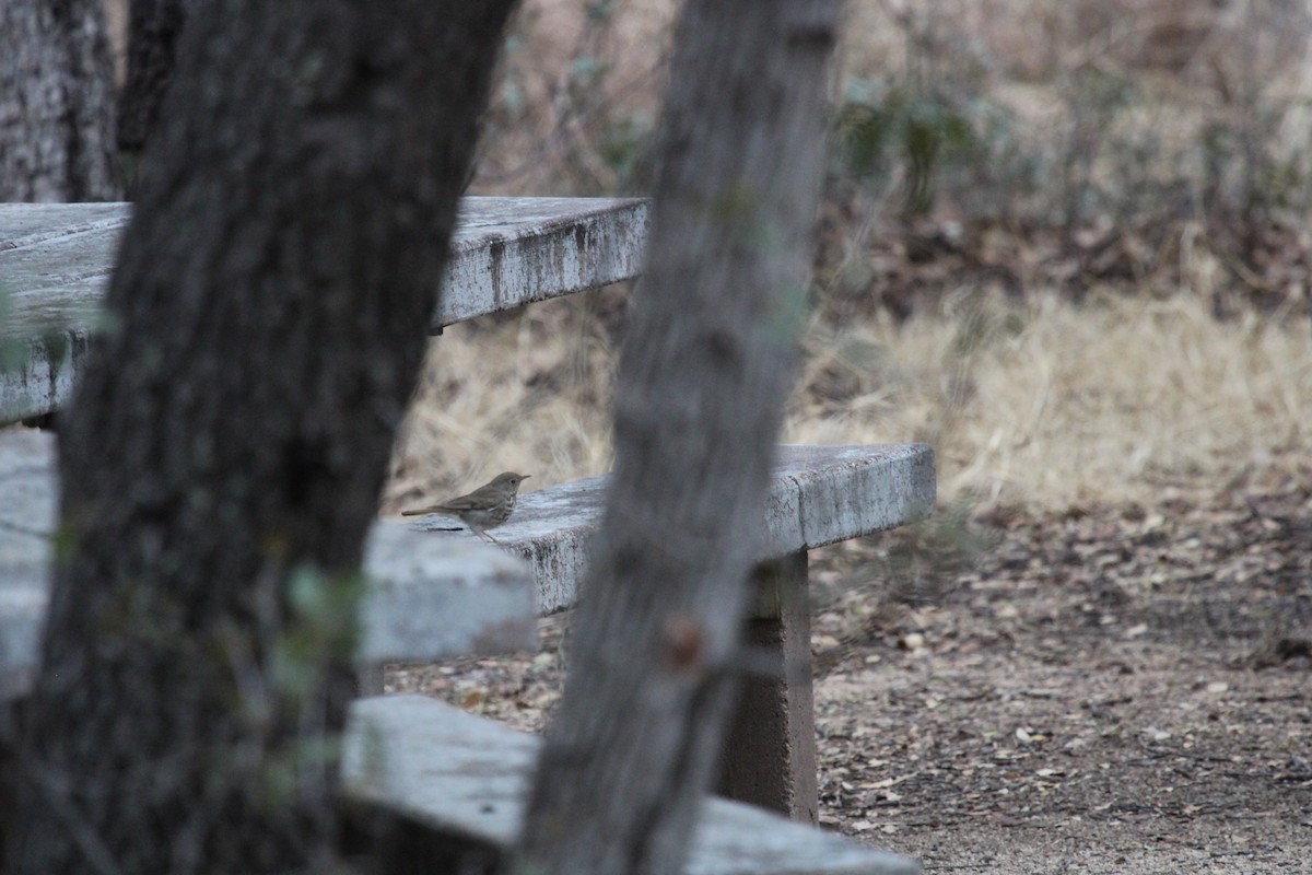 Hermit Thrush - ML526053431