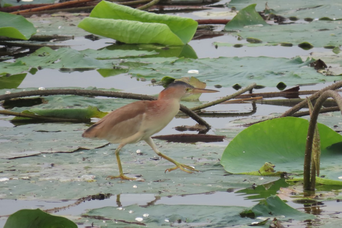 אנפית צהובה - ML526055101