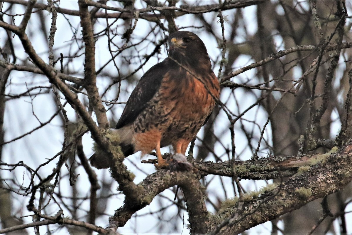 Red-tailed Hawk - John F. Gatchet