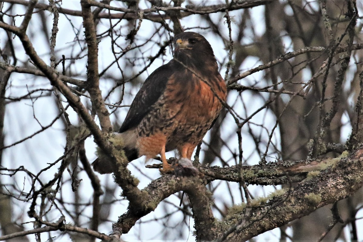 Rotschwanzbussard - ML526055801