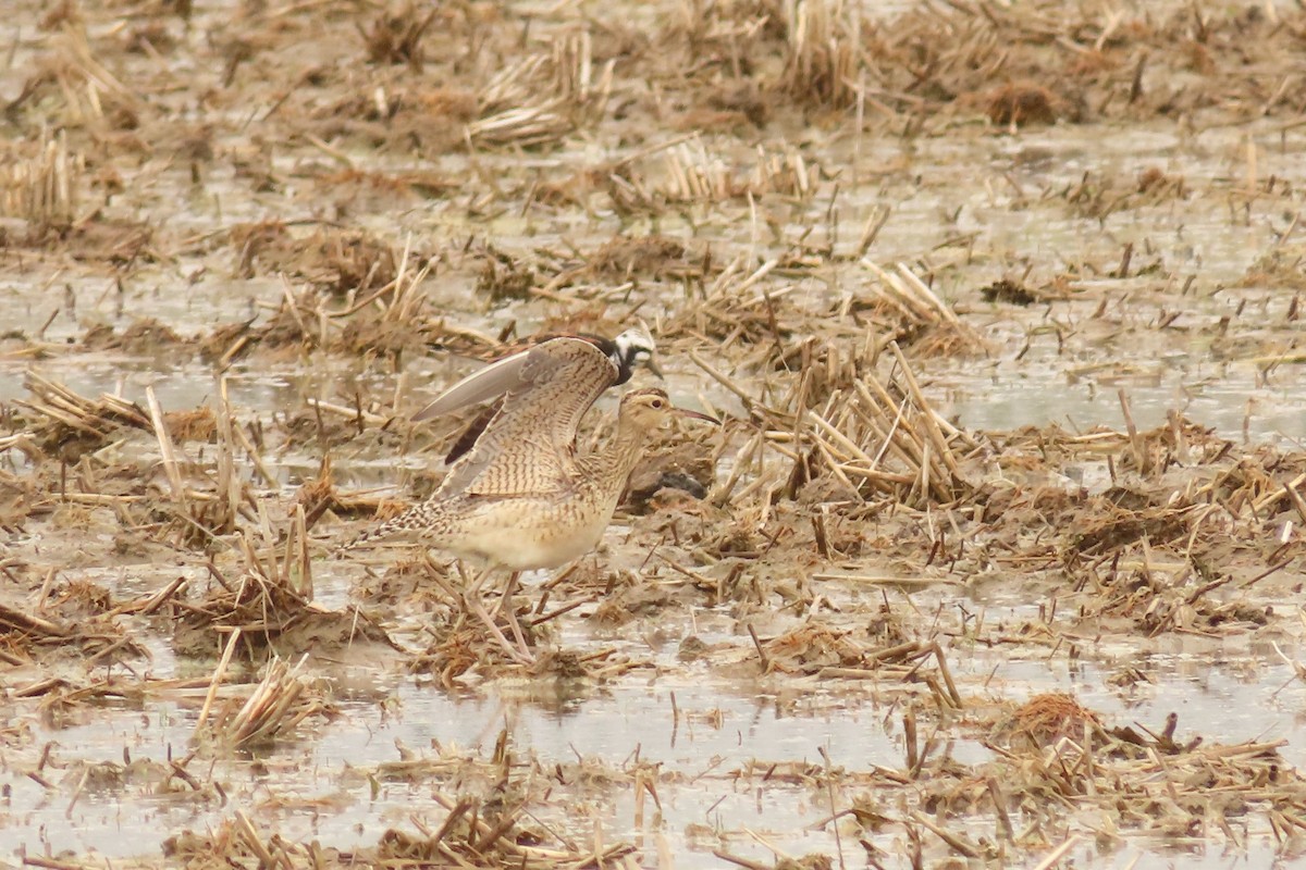 Little Curlew - ML526056871