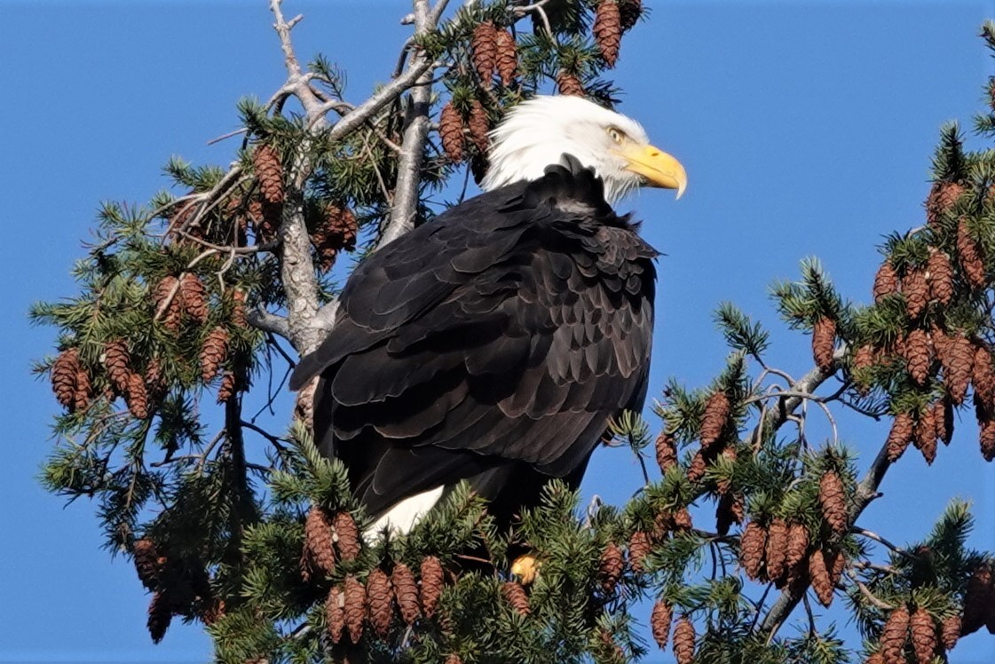 Bald Eagle - franci Holtslander