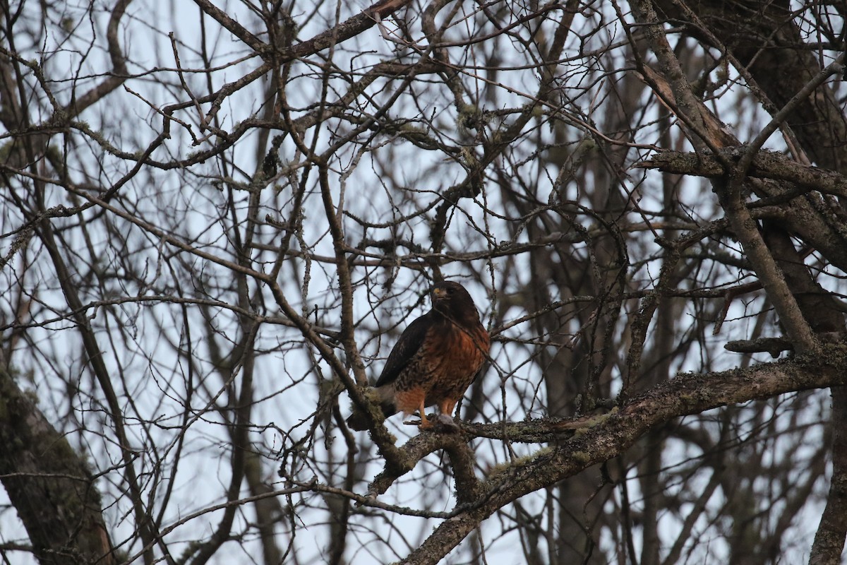 Red-tailed Hawk - John F. Gatchet