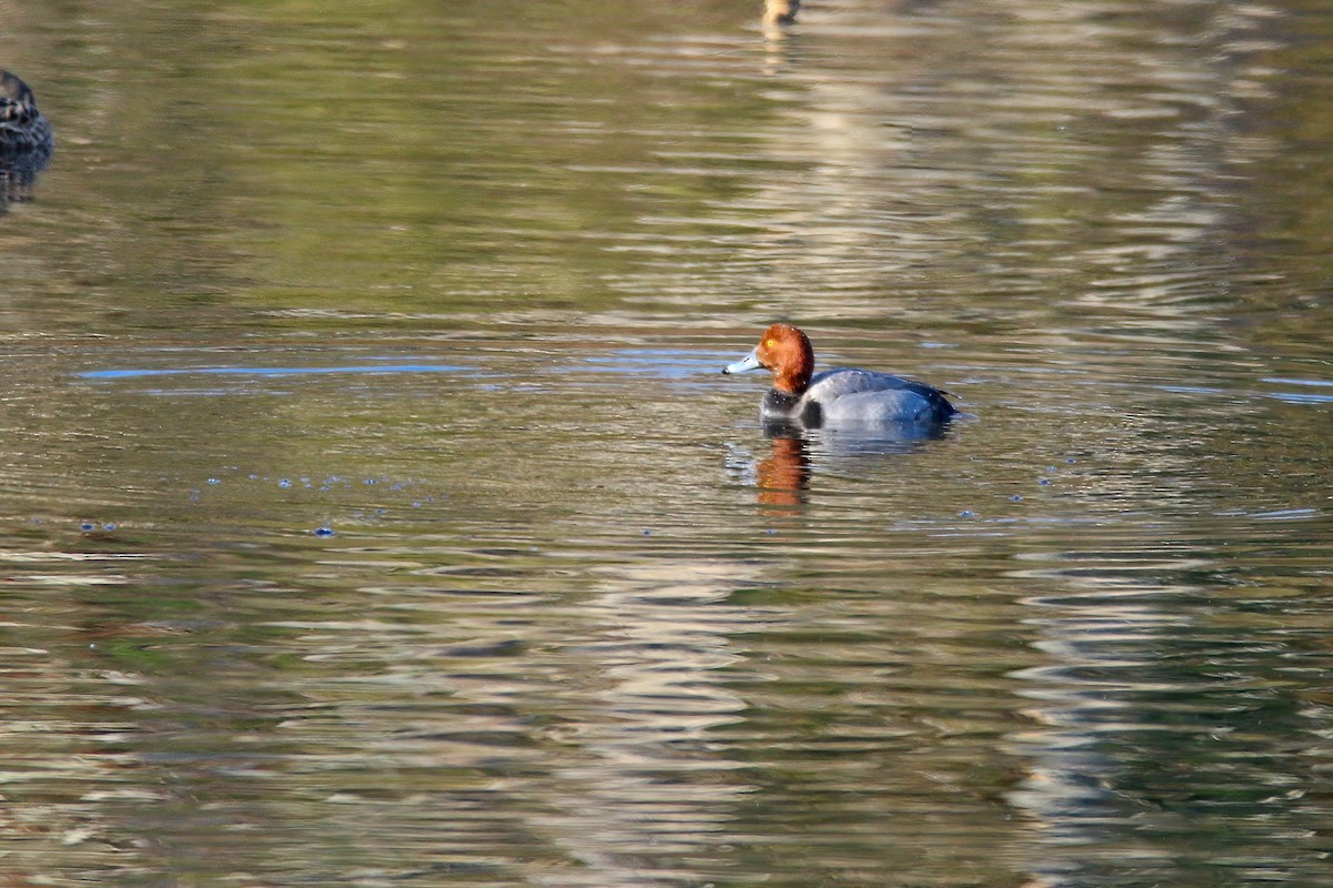 Fuligule à tête rouge - ML526058071