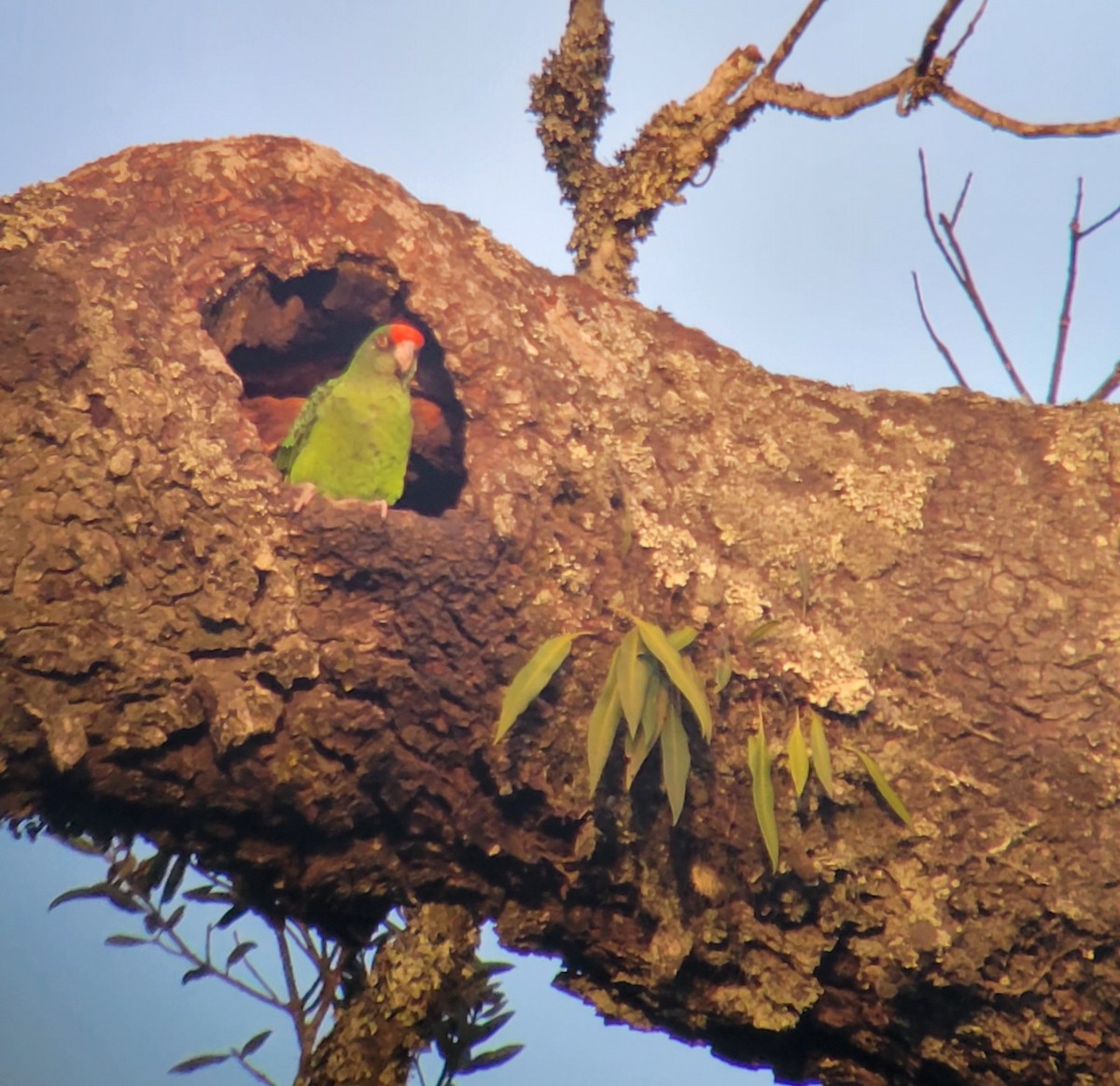 ズアカハネナガインコ - ML526058551