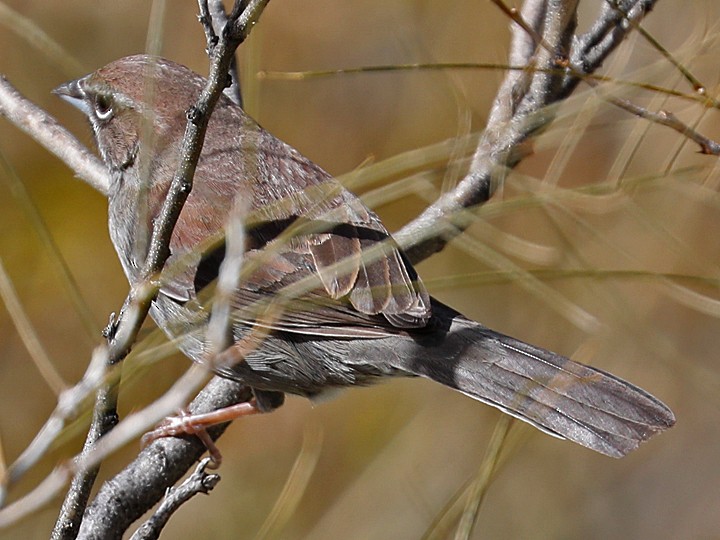 Five-striped Sparrow - Matt VanWallene