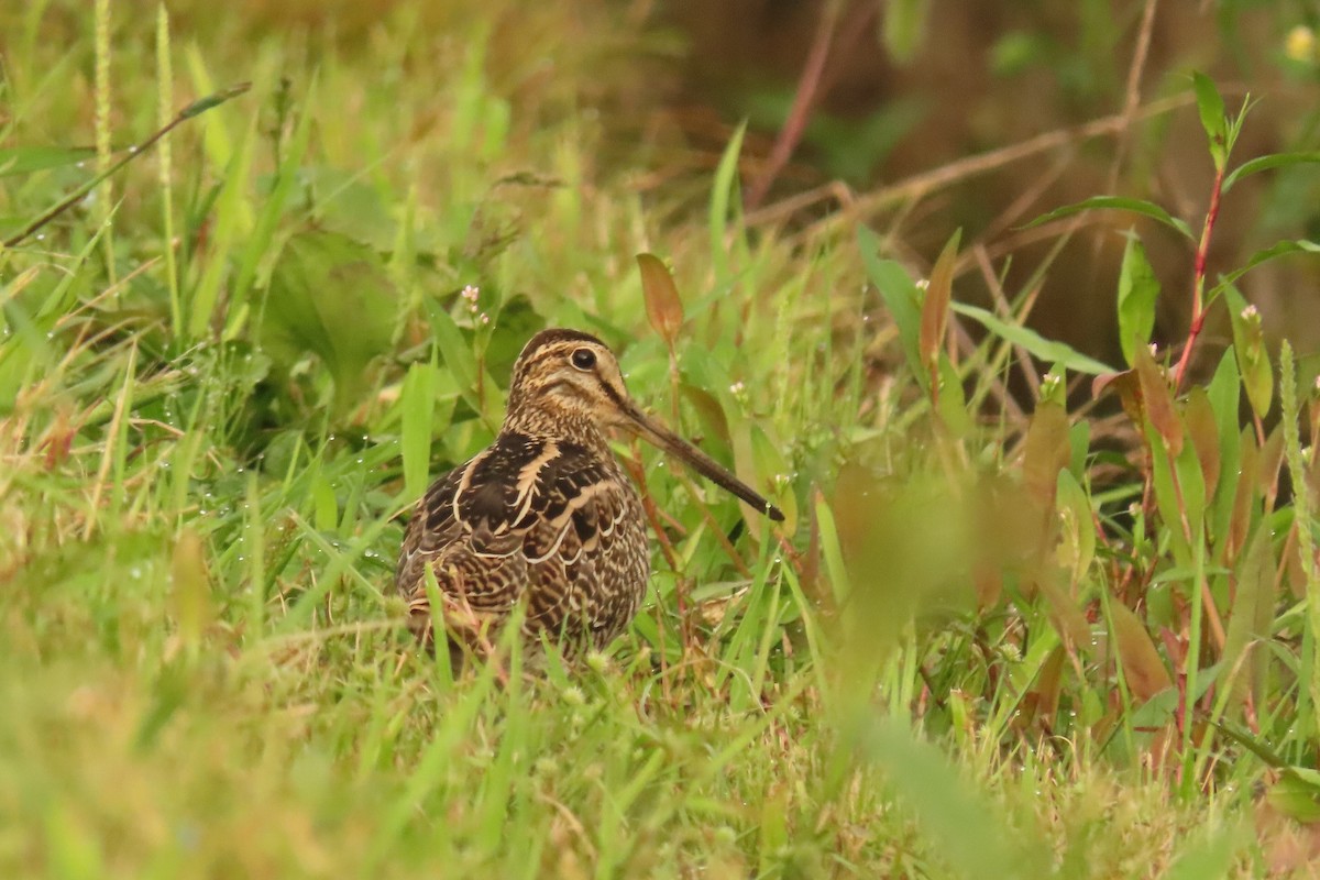 חרטומית סיבירית - ML526060251