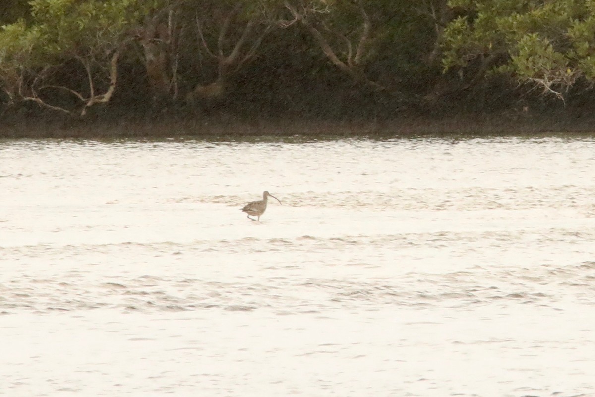 Far Eastern Curlew - David Vickers