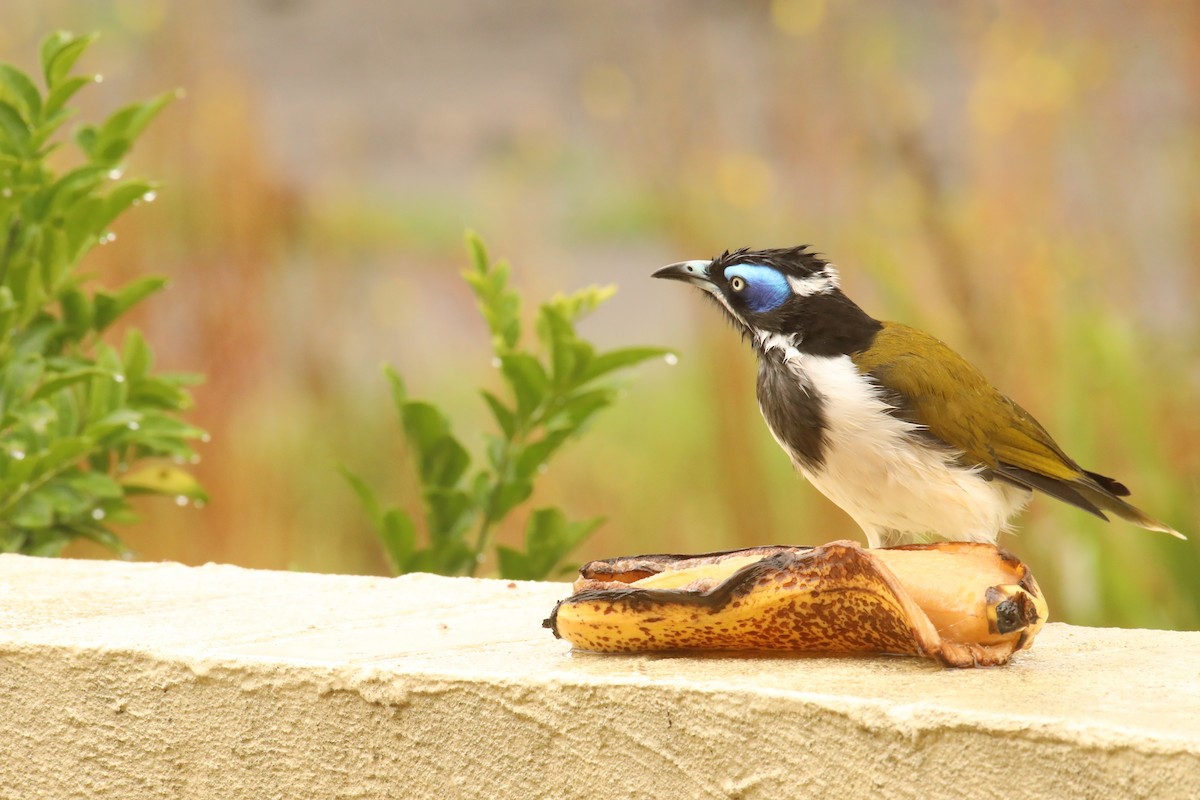 Blue-faced Honeyeater - ML526060631