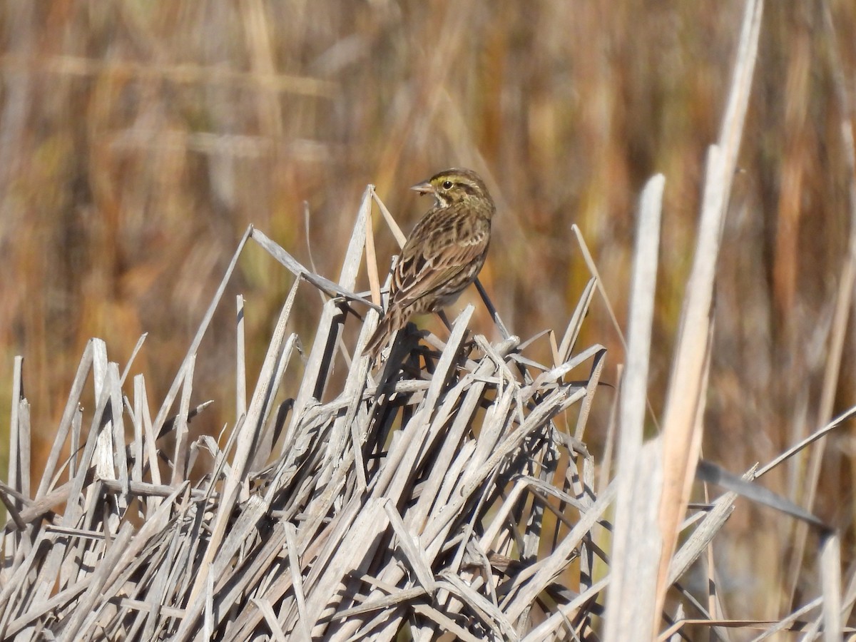 Savannah Sparrow - ML526061481