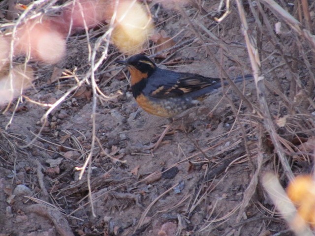 Varied Thrush - ML526062481