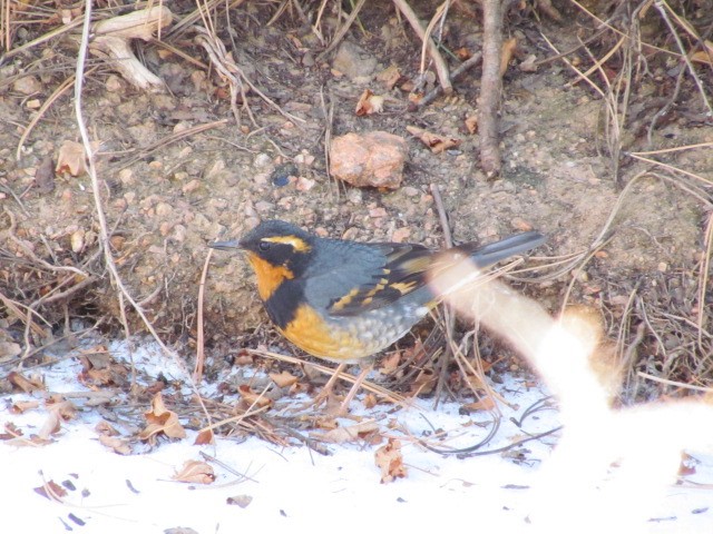 Varied Thrush - ML526062501