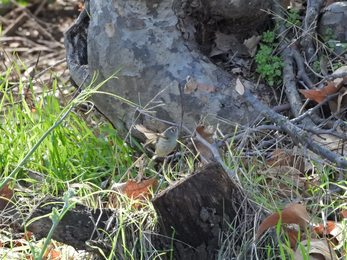 Ruby-crowned Kinglet - ML526063201