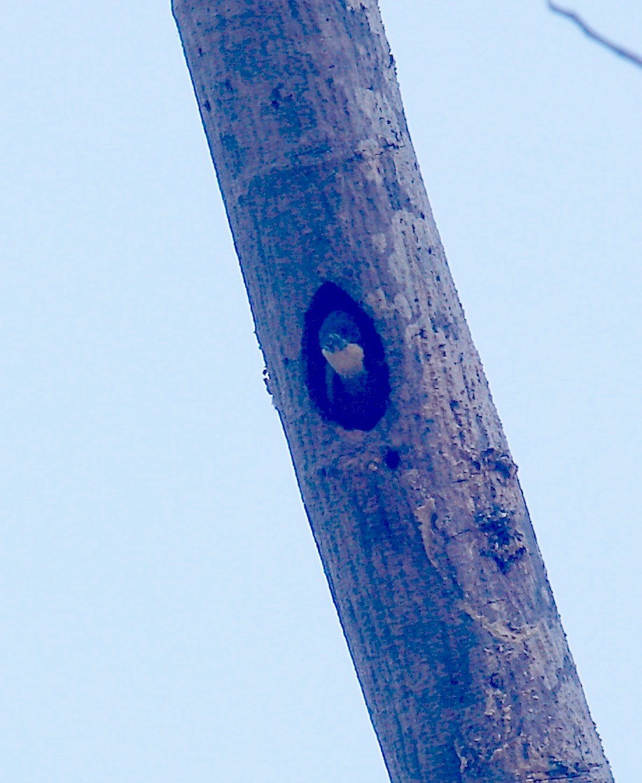 Heart-spotted Woodpecker - Mark  Hogarth