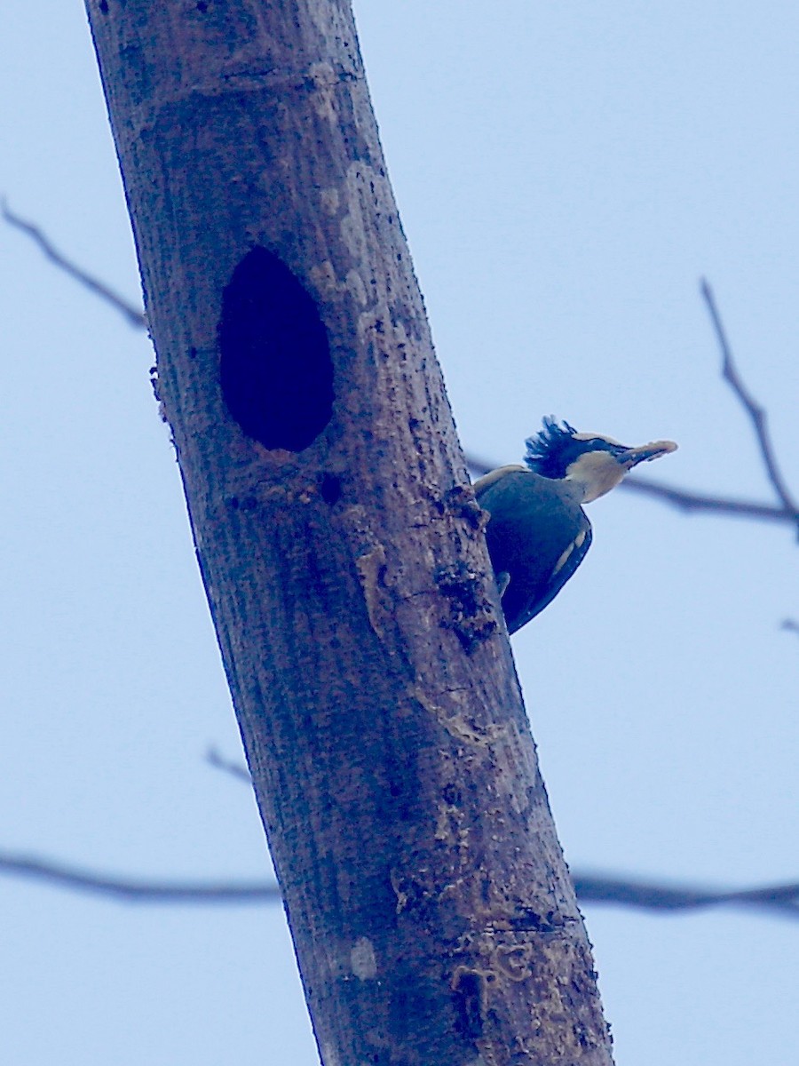 Heart-spotted Woodpecker - ML526065641
