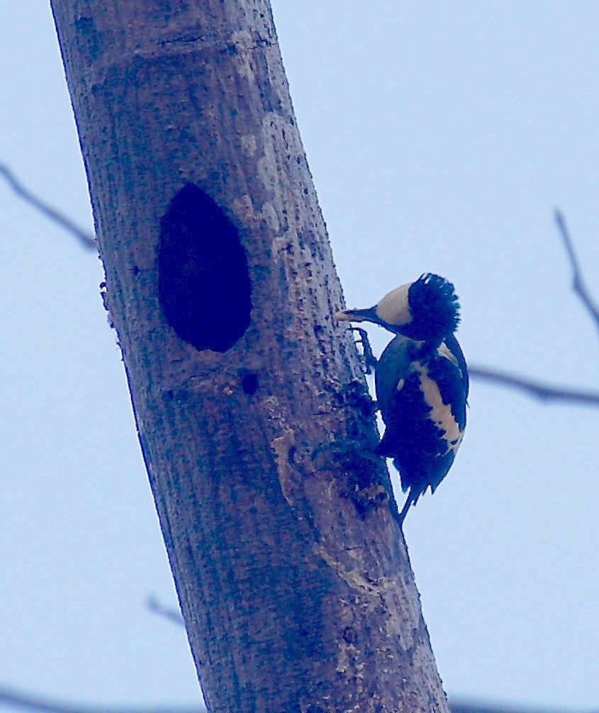 Heart-spotted Woodpecker - ML526065651