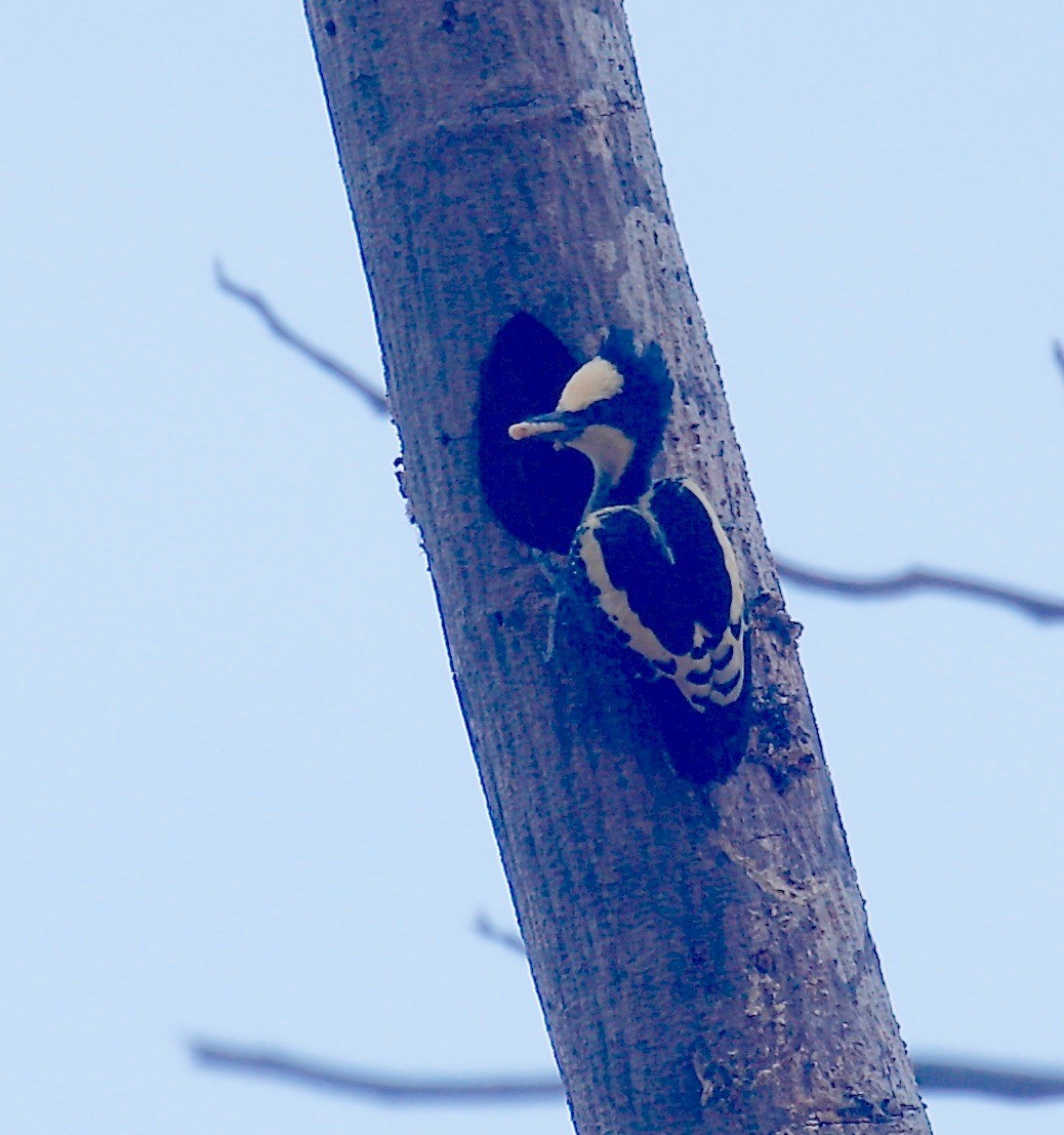 Heart-spotted Woodpecker - ML526065661